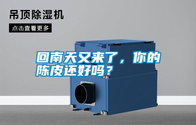 回南天又來了，你的陳皮還好嗎？