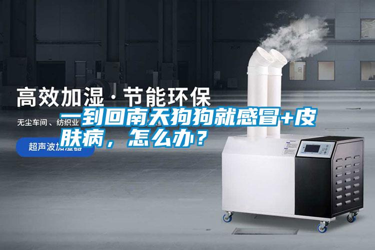一到回南天狗狗就感冒+皮膚病，怎么辦？