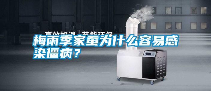 梅雨季家蠶為什么容易感染僵??？
