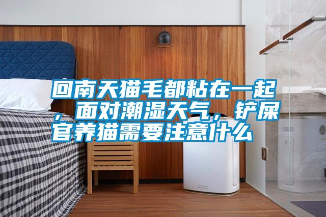 回南天貓毛都粘在一起，面對潮濕天氣，鏟屎官養(yǎng)貓需要注意什么