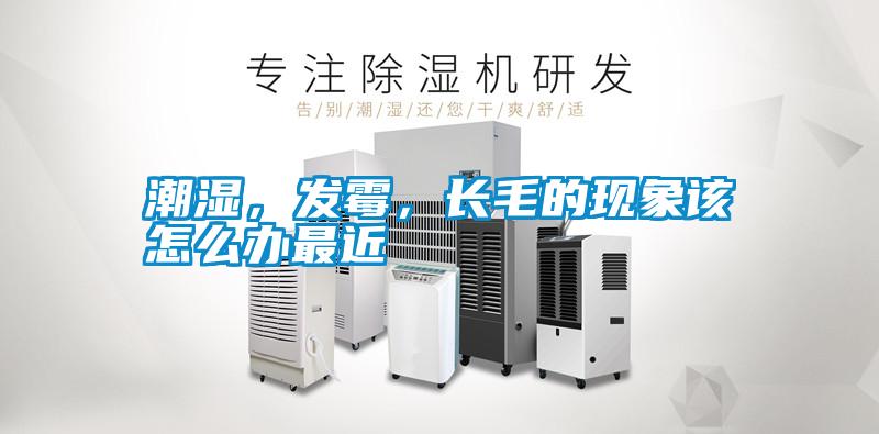 潮濕，發(fā)霉，長(zhǎng)毛的現(xiàn)象該怎么辦最近