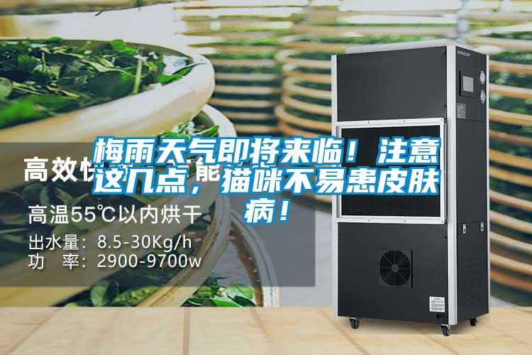 梅雨天氣即將來臨！注意這幾點(diǎn)，貓咪不易患皮膚病！