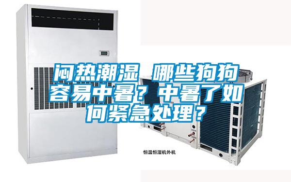 悶熱潮濕 哪些狗狗容易中暑？中暑了如何緊急處理？
