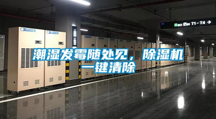 潮濕發(fā)霉隨處見，除濕機一鍵清除