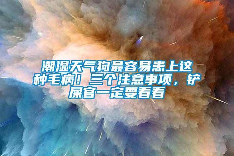 潮濕天氣狗最容易患上這種毛??！三個(gè)注意事項(xiàng)，鏟屎官一定要看看