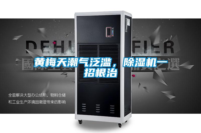黃梅天潮氣泛濫，除濕機一招根治