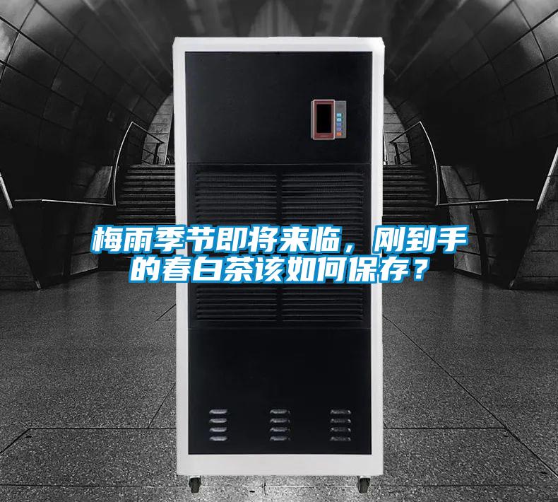 梅雨季節(jié)即將來(lái)臨，剛到手的春白茶該如何保存？