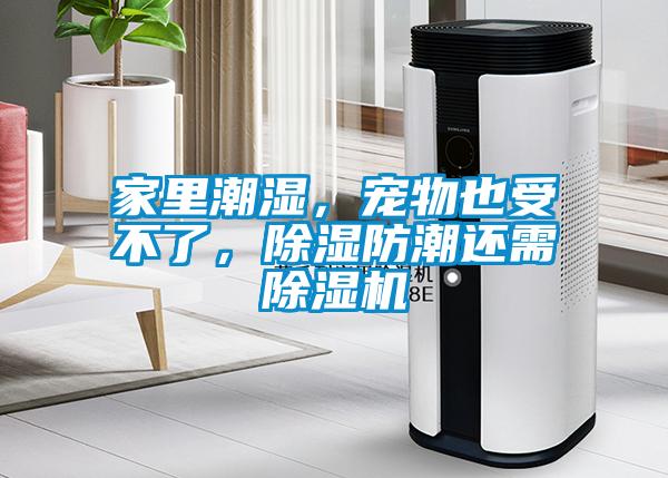 家里潮濕，寵物也受不了，除濕防潮還需除濕機